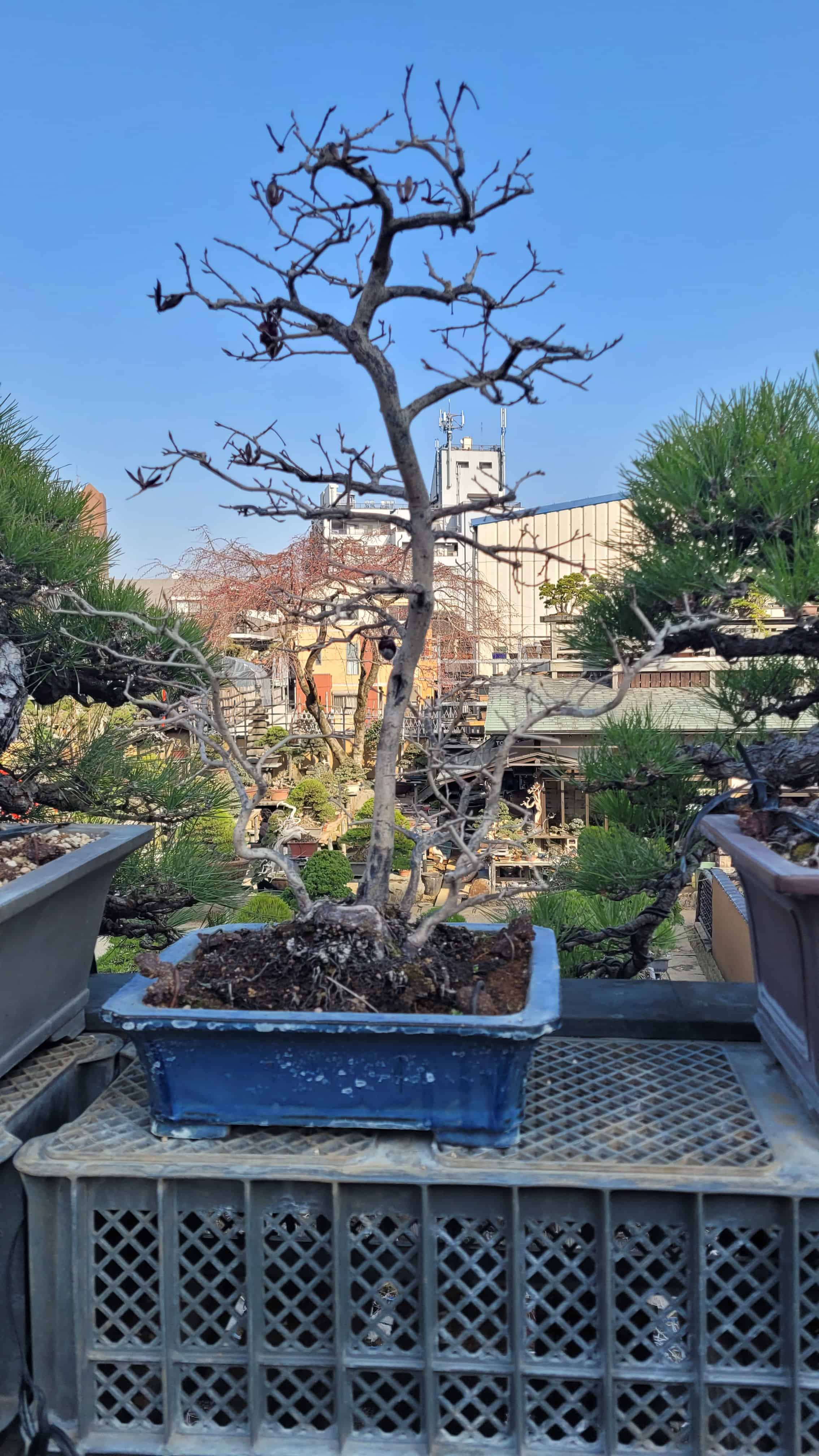 A ginko bonsai tree from kobayashi in Japan